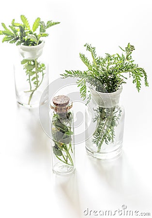 Fresh medicinal herbs in glass on white background Stock Photo