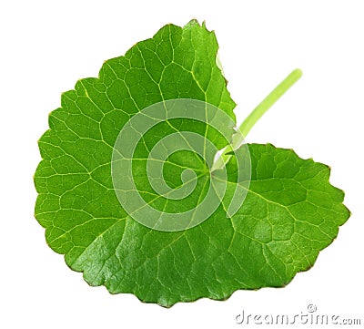 Fresh medicinal thankuni leaves Stock Photo