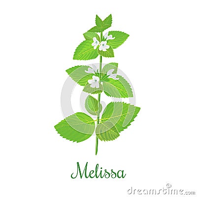 Fresh melissa plant. Also Lemon balm or balm mint Vector Illustration