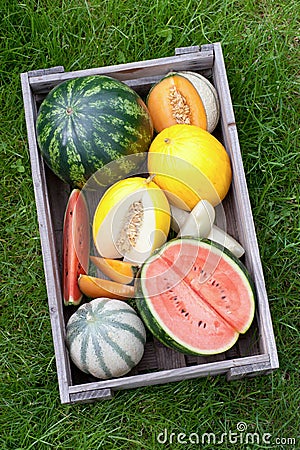 Fresh melons Stock Photo