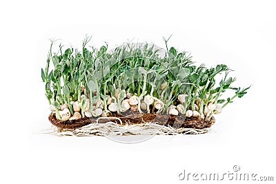 Fresh micro green peas on the linen rug isolated on white background Stock Photo