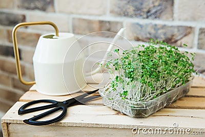 Fresh micro greens of broccoli in loft interior. Sprouts of young vegetables. Gardening concept. Healthy nutrition, vegetarianism. Stock Photo