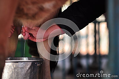 Fresh Milk and Agriculture Based Tourism Stock Photo