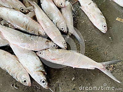 Fresh milkfish before being weighed at the auction Stock Photo