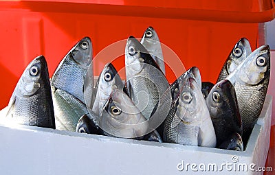 Fresh milkfish for sale Stock Photo