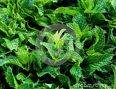 Fresh Mint Stock Photo