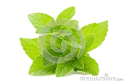 Fresh Mint Stock Photo