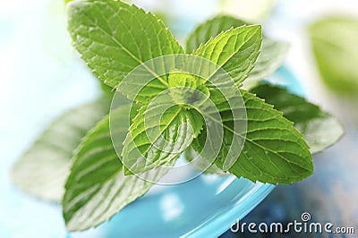 Fresh mint Stock Photo