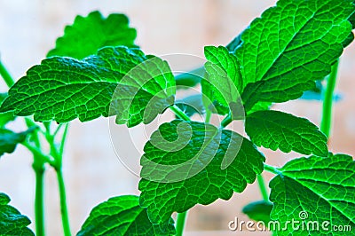 Fresh mint Stock Photo