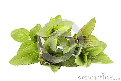 Fresh mint close up isolated. Stock Photo