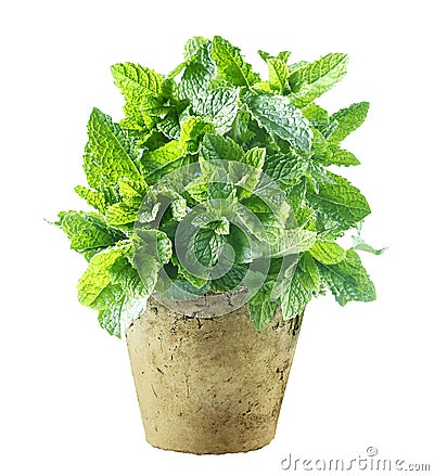 Fresh mint growing in a flowerpot Stock Photo