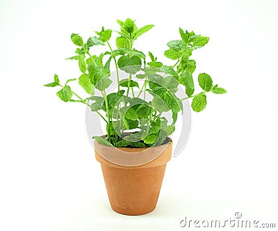 Fresh mint herb Stock Photo