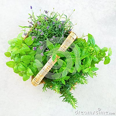 Fresh mint and lavender in a basket Stock Photo