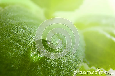 Fresh mint leaf. Macro photography Stock Photo