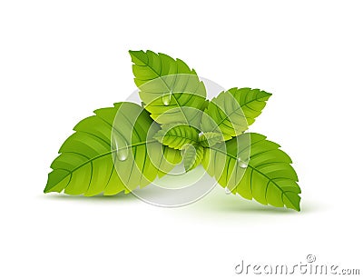 Fresh mint leaf. Vector menthol healthy aroma. Herbal nature plant. Spearmint green leafs Vector Illustration