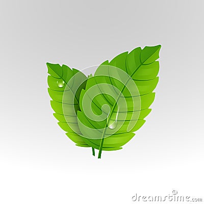 Fresh mint leaf. Vector menthol healthy aroma. Herbal nature plant. Spearmint green leafs Vector Illustration