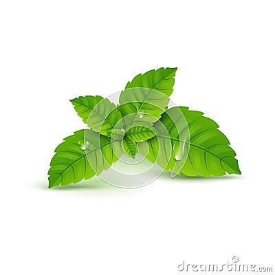 Fresh mint leaf. Vector menthol healthy aroma. Herbal nature plant. Spearmint green leafs Vector Illustration