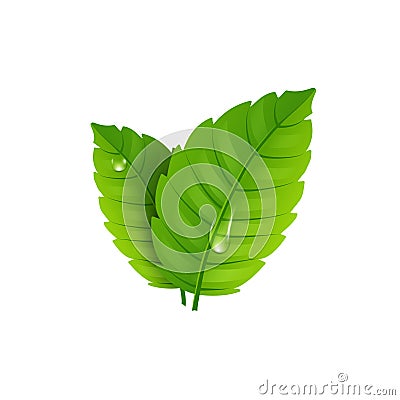 Fresh mint leaf. Vector menthol healthy aroma. Herbal nature plant. Spearmint green leafs Vector Illustration