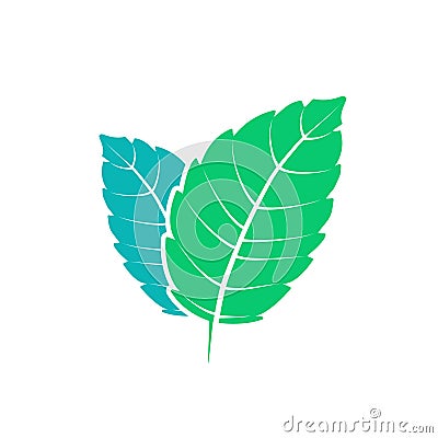 Fresh mint leaf. Vector menthol healthy aroma. Herbal nature plant. Spearmint green leafs flat Vector Illustration