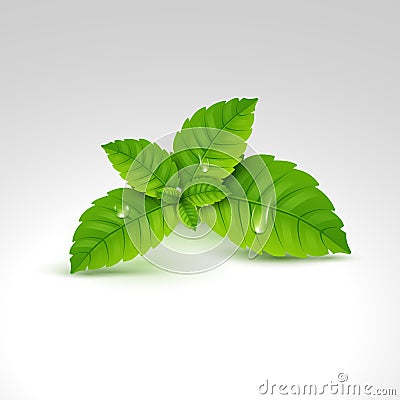 Fresh mint leaf. Vector menthol healthy aroma. Herbal nature plant. Spearmint green leafs Vector Illustration