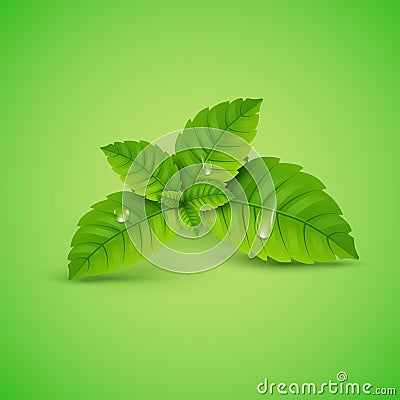 Fresh mint leaf. Vector menthol healthy aroma. Herbal nature plant. Spearmint green leafs Vector Illustration