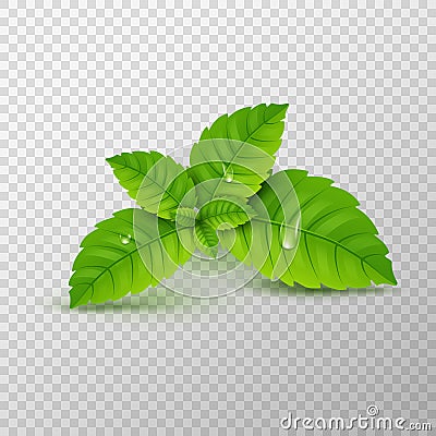 Fresh mint leaf. Vector menthol healthy aroma. Herbal nature plant. Spearmint green leafs Vector Illustration