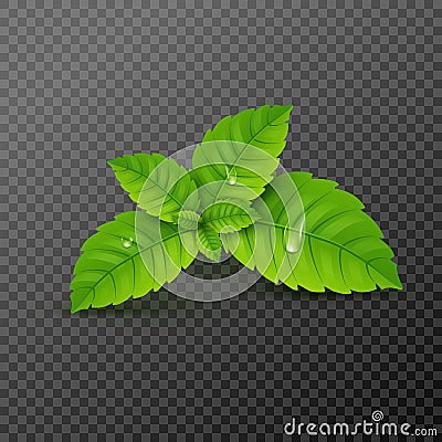 Fresh mint leaf. Vector menthol healthy aroma. Herbal nature plant. Spearmint green leafs Vector Illustration