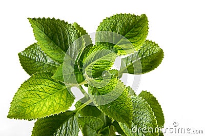 Fresh Mint Leaves Stock Photo