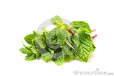 Fresh mint leaves with branch Stock Photo