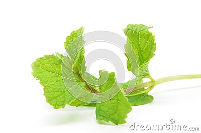 Fresh mint leaves Stock Photo