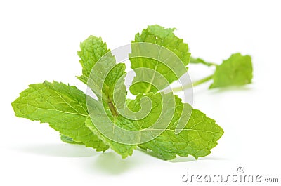 Fresh mint leaves Stock Photo