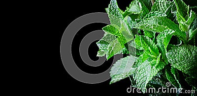 Fresh mint leaves, mint plant growing background, on a black background. Green fresh mint leaves.Texture of mint leaves, macro, Stock Photo