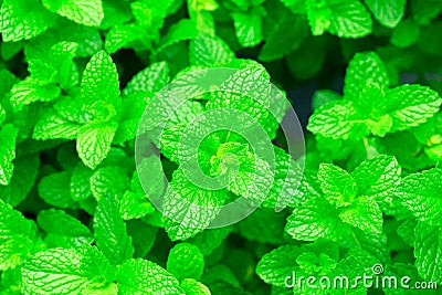 Fresh Mint, Spearmint, Peppermint Stock Photo