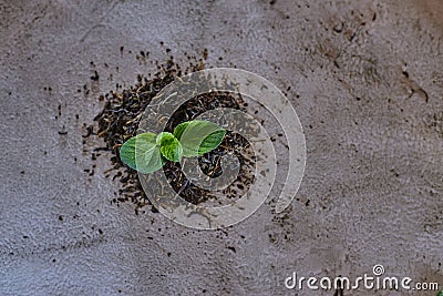 fresh mint tea. Green mint lievs. Copy space. Gray background. Healthly food Stock Photo