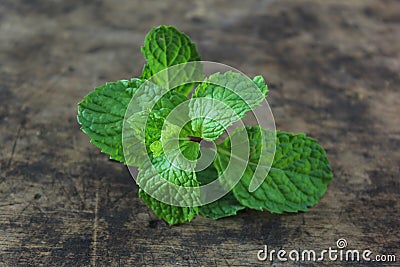 Fresh mint Stock Photo