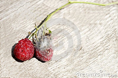 Fresh and moldy berries on light surface! Stock Photo