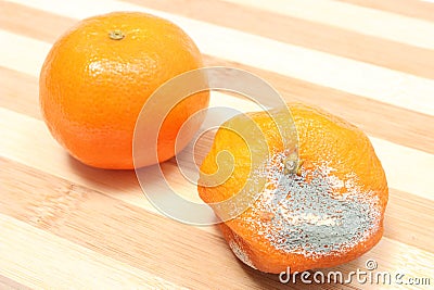 Fresh and moldy mandarins on white background Stock Photo