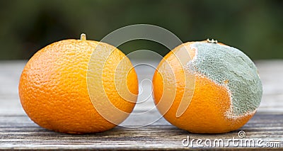Fresh and moldy orange mandarin, web banner Stock Photo