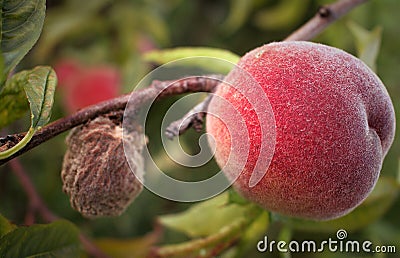 Fresh and moldy peaches Stock Photo