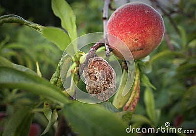 Fresh and moldy peaches Stock Photo