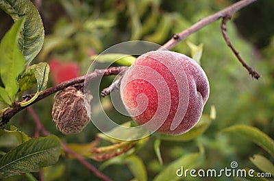 Fresh and moldy peaches Stock Photo