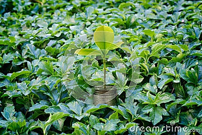 Fresh money plant growing, Money growth business concept Stock Photo