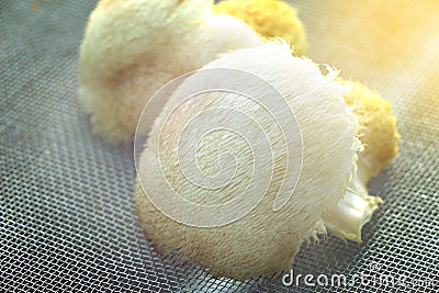 Fresh monkey`s head mushroom dried on grill by sunlight Stock Photo