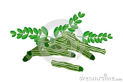 Fresh Moringa Fruit and Leaves on White Background Vector Illustration