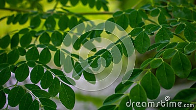 Fresh Moringa Leaves background. Details about Fresh Moringa leaves picked and shipped. Stock Photo