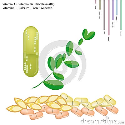 Fresh Moringa Leaves with Vitamin A, B6, B2 and C Vector Illustration