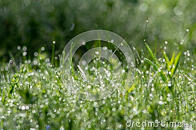 Fresh morning dew on the grass in the park Stock Photo