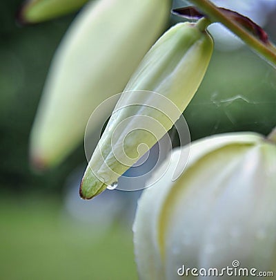 Fresh morning magnolia close flower Stock Photo