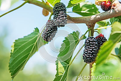 Fresh mulberry, black ripe and red unripe mulberries Stock Photo