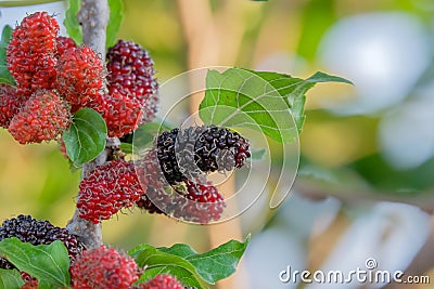 Fresh Mulberry fruits on tree, Mulberry with very useful for the treatment and protect of various diseases. Stock Photo